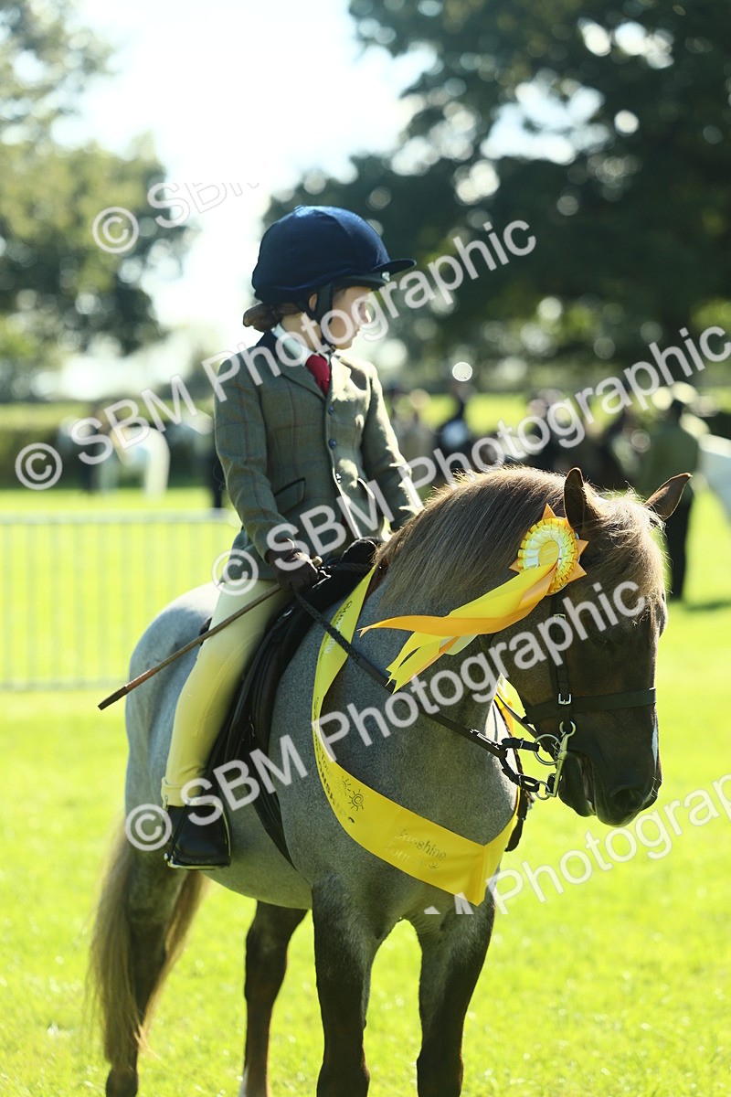 SBM_39092 - S29 - Novice & Newcomers Working Hunter Pony