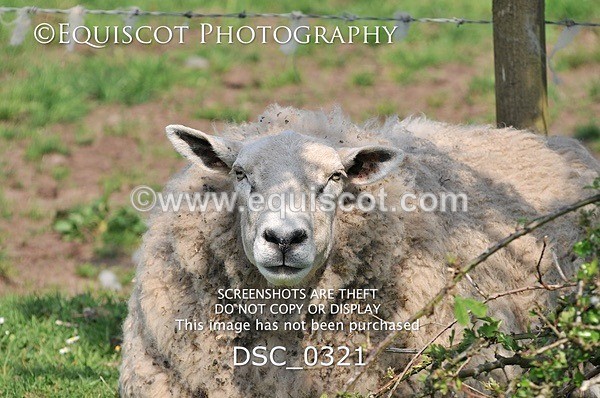 DSC_0321 - ARCHIVE REQUEST - Quincy and Guinness