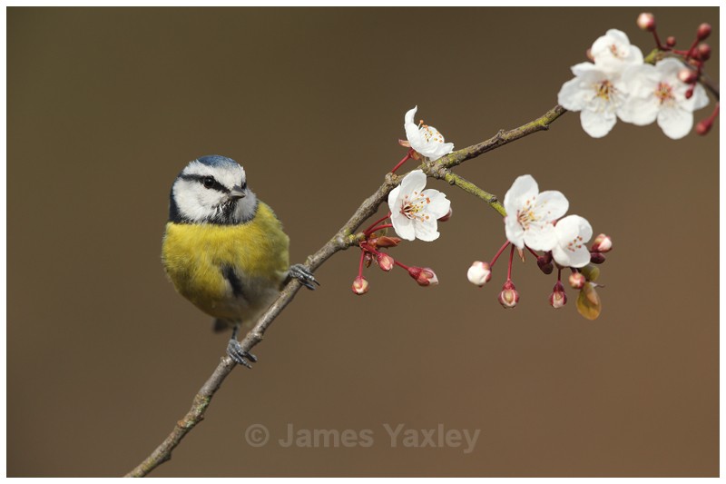 Blue Tit perched on Spring Blossom - British Birds