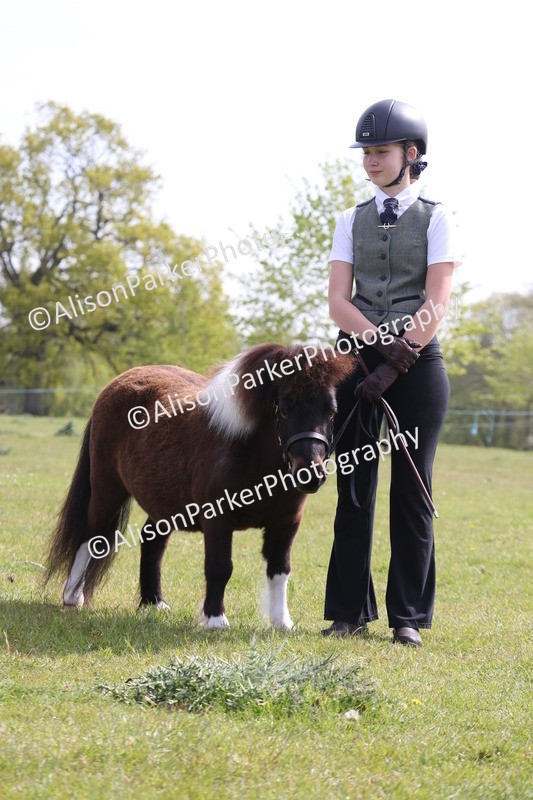 20260426-3159 - Class 26 - Shetland Ponies and Minitures