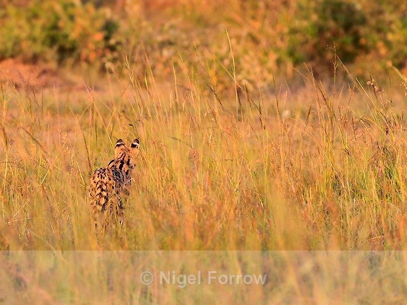 Rear view of Serval hunting in the long grass - Serval