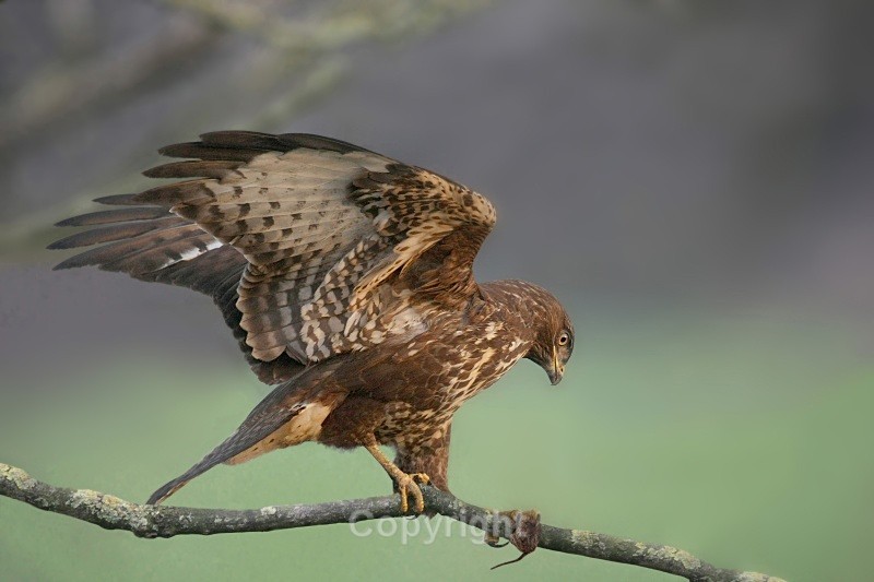 Buzzard,Louth - Birds of Prey