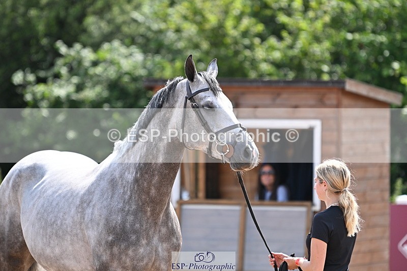 240717A-150835-02574 - Trot Up 3pm to 4pm