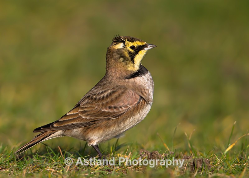 Astland Photography, Bird and Wildlife Images, Susan and Peter Wilson, U.K.