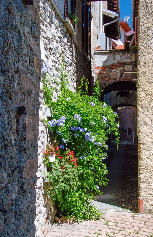 Cadenabbia wall planting - Travel, city/land scapes