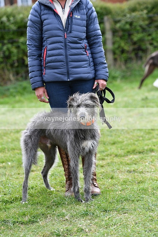 WJ5_9346 - Class 1 Best Cross Breed / Heniz 57