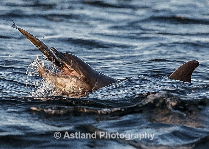 Astland Photography, Bird and Wildlife Images, Susan and Peter Wilson, U.K.