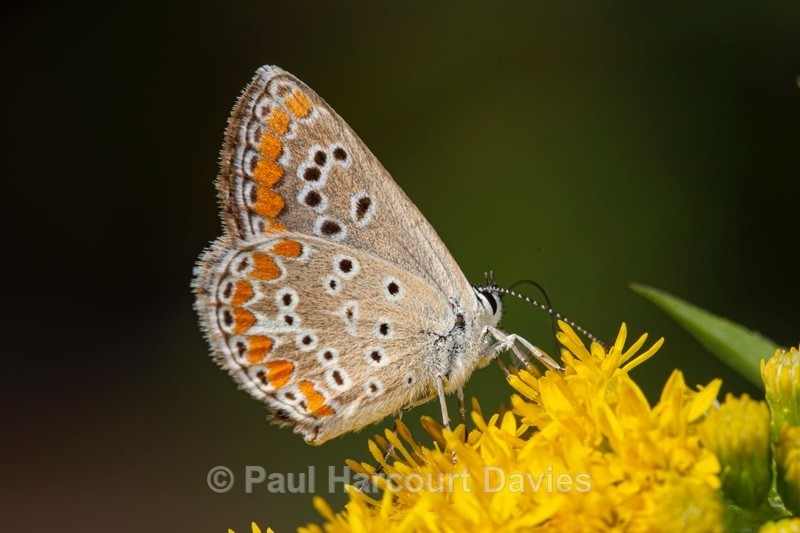 Brown argus ( Aricia agestis - Insects, Spiders and other Animals