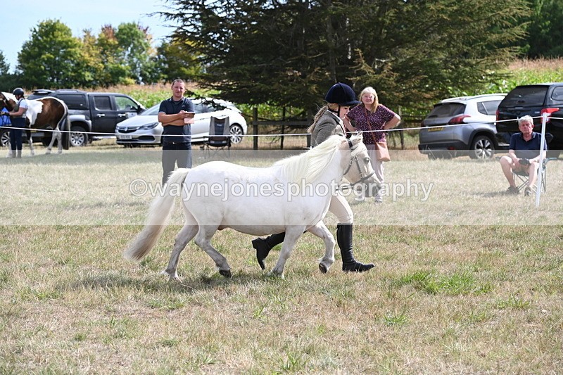 WJ6_6921 - Class 21 Shetland & Mini Horses