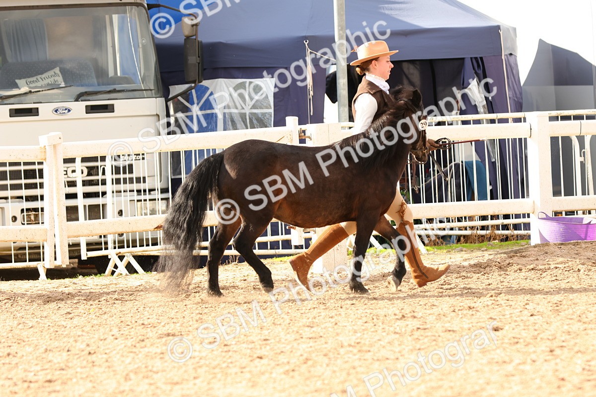 SBM_18361 - Class 318 - IH Part Bred Horse Pony