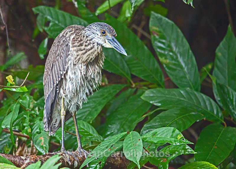 Juvenile Yellow Crowned Night Heron, Costa Rica - Costa Rican Wildlife