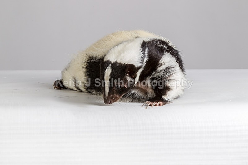 1KJS0219 - Roaming Reptile Show