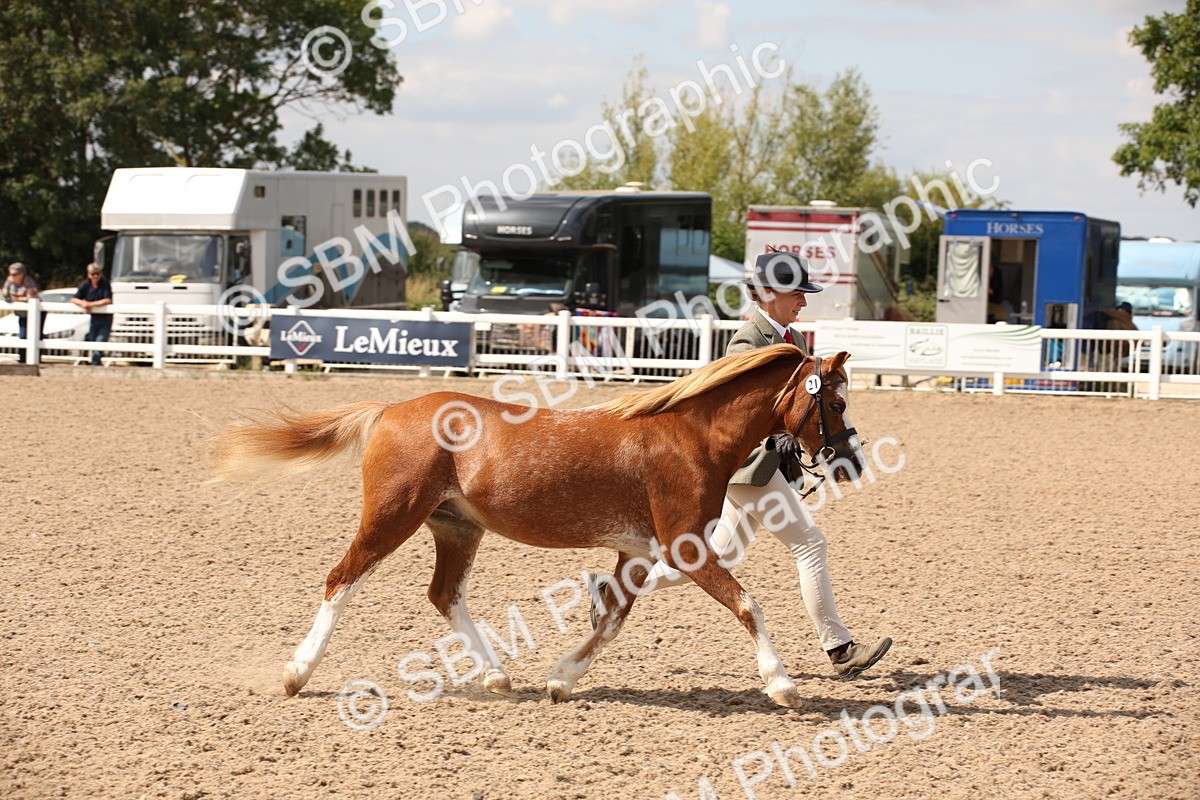 SBM_04563 - Class 20 IH Veteran