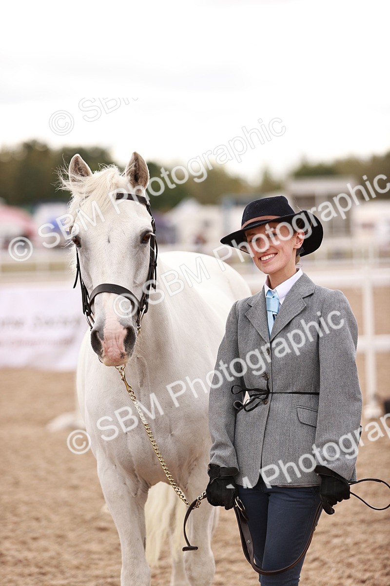 SBM_16209 - Class412 - Handsome Gelding (IH  or Ridden) Adult