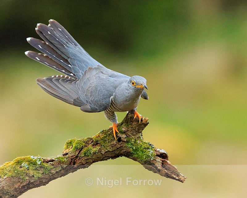 Cuckoo (male) on perch, Scotland - Cuckoo