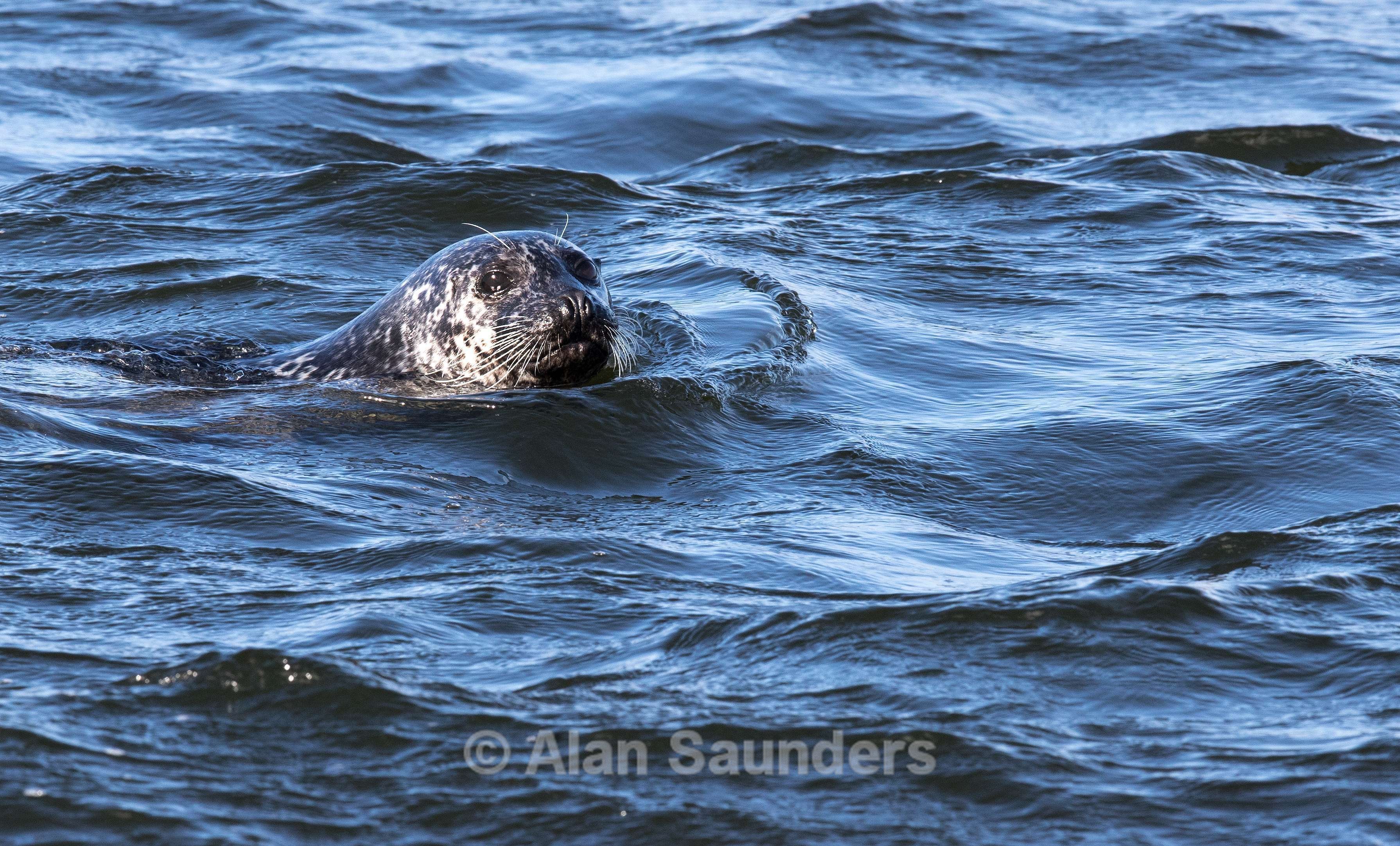 Common Seal 10