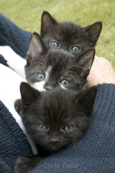 Frear-Kittens - For T&C