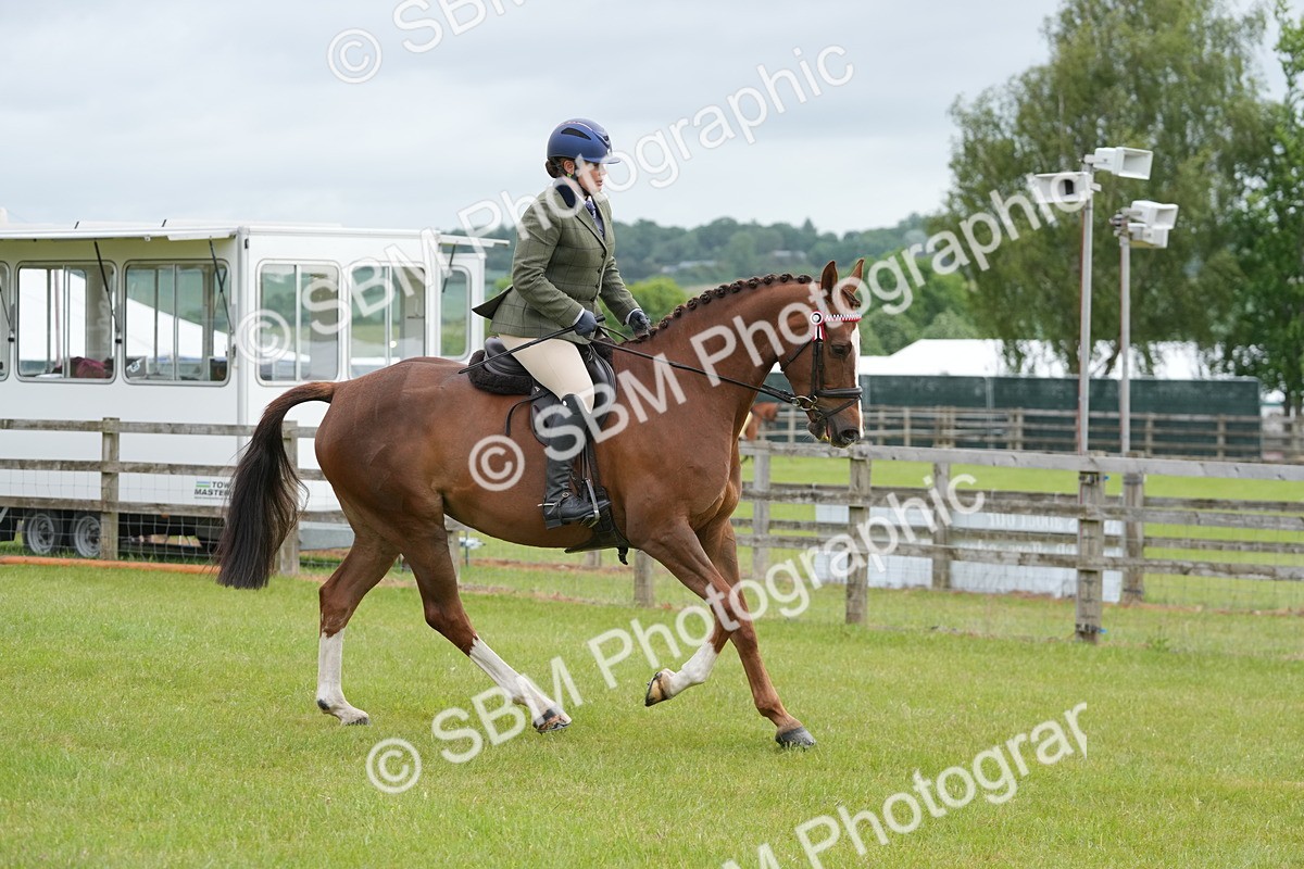 SBM_10613 - Class 97-98 - LIHS BSHA Rising Star Working Show Horse Hunter