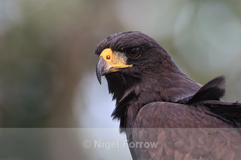 Common Black Hawk close portrait, Pantanal, Brazil - Common Black Hawk