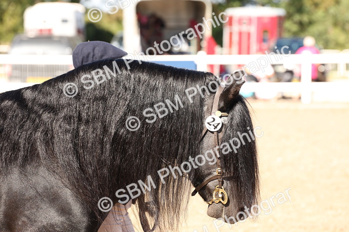 SBM_13855 - Class 205 - IH Show Pony - Show Hunter Pony