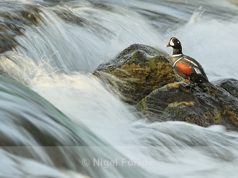 Harlequin Duck (male) at waterfall, River Laxa, Iceland - Harlequin Duck