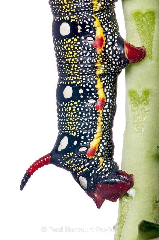  - Small Creatures - WB