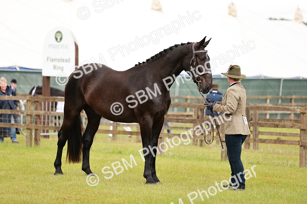 SBM_00772 - Class 26-30 Sport Horse In Hand