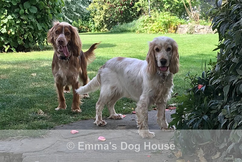  - Dogs