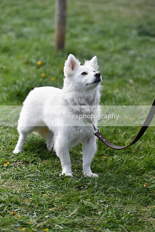 WJ5_0814 - Best in Show Championship