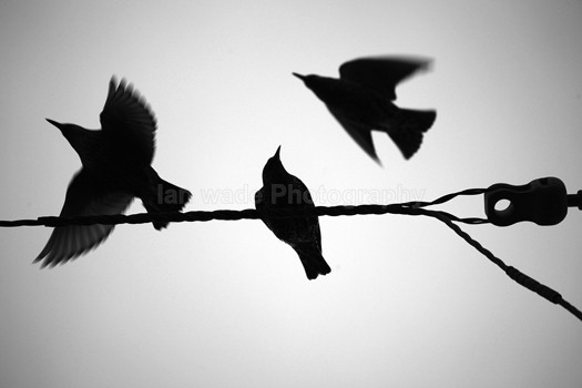  - Birds, swans and gulls