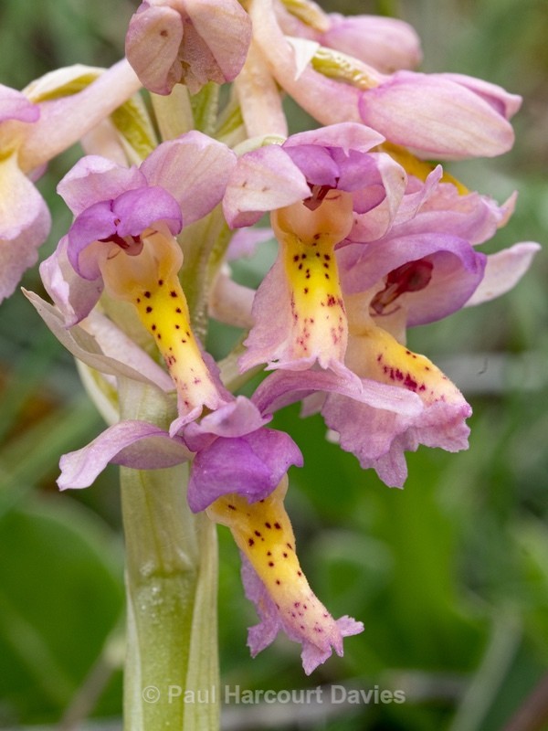 Hybrid Orchis - Orchis x colemanii ( Orchis mascula x O. pauciflora) - Wild Orchids - 1