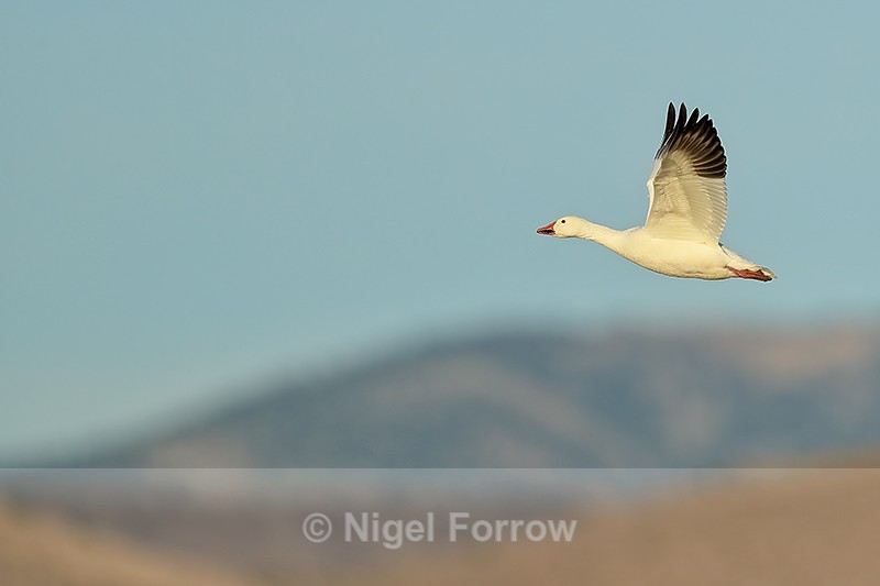 Snow Goose flying, hills background, Bosque del Apache, New Mexico - Snow Goose
