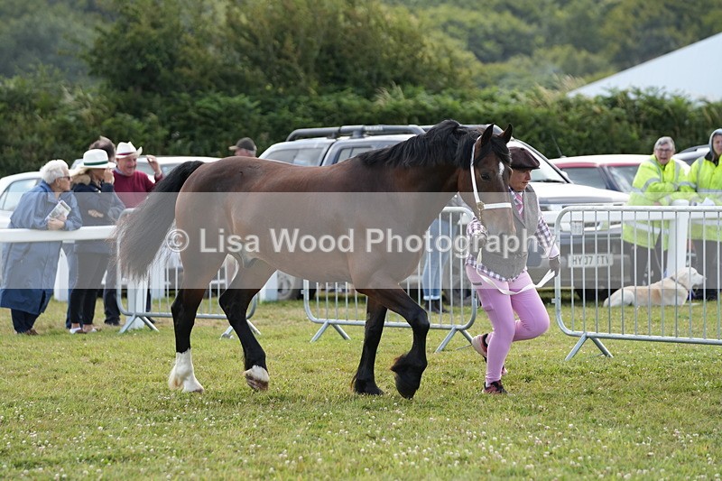 DSC05745 - Class 51: NPS M&M 4 years and over Large Breeds