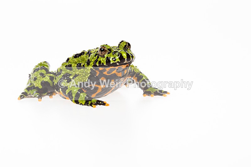 20140120-3K8A8348 - Frogs & Toads