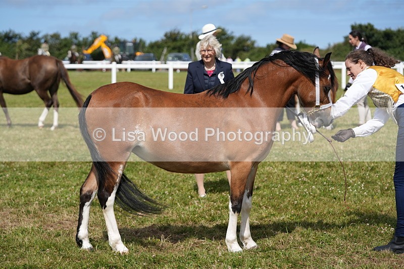 DSC05557 - Class 50: NPS M&M 4 years and over Small Breeds