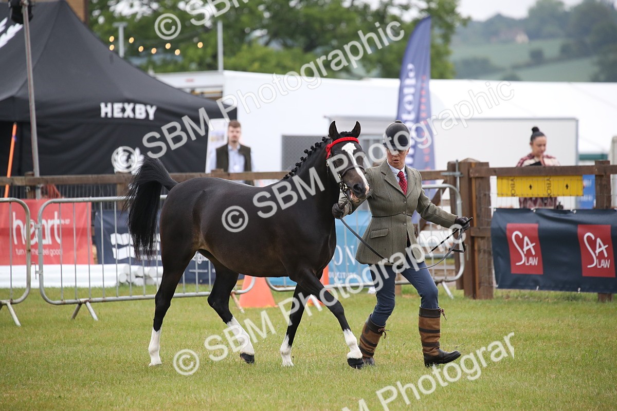 SBM_00049 - Class 17-20 - Arab & Part Bred - Anglo Arab In Hand