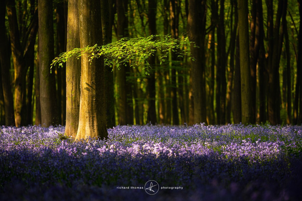 Blue sidelight - BlueWood