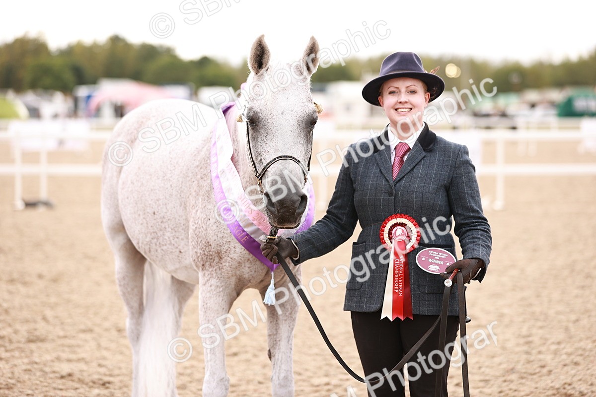 SBM_16245 - Class412 - Handsome Gelding (IH  or Ridden) Adult