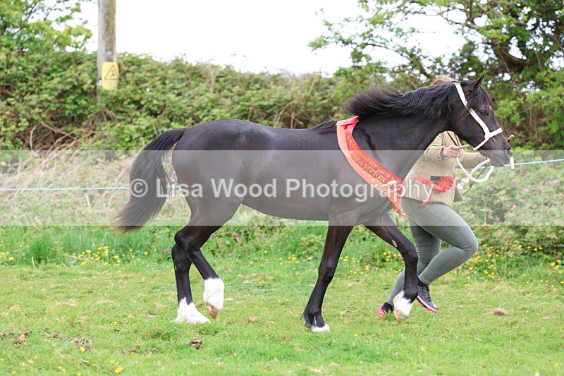 3E7A0939 - In Hand Championship