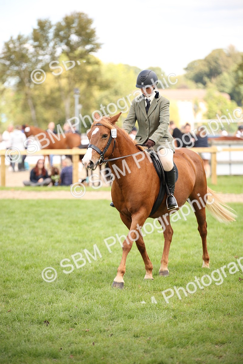 SBM_42368 - S13 - Pony Club Pony