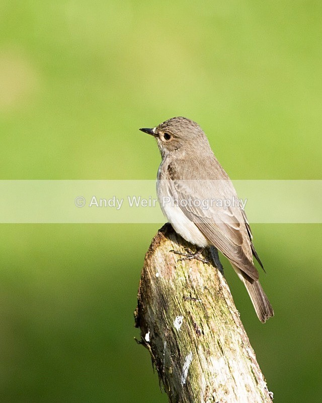 20110615-IMG_5885 - Flycatchers