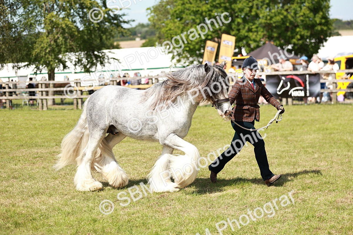 SBM_08579 - Class 63-65 - Traditional Gypsy Cobs In Hand & Ridden