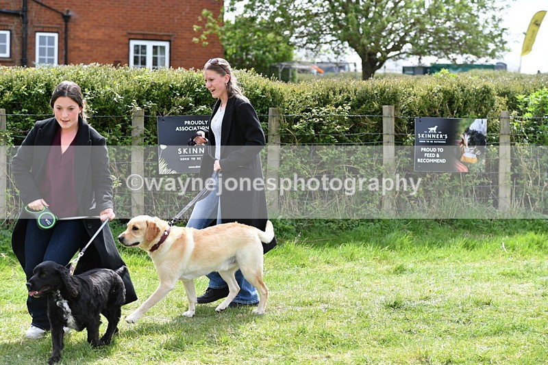 WJ5_9840 - Class 3 Most Handsome Dog
