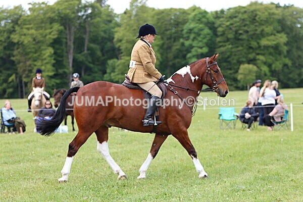 IMG_2844 - Working Hunter