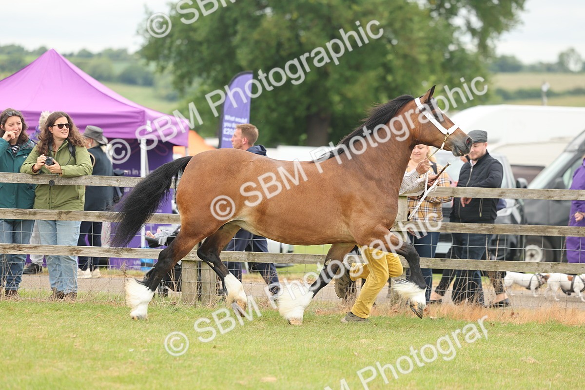 SBM_04884 - Class 50-57 - M&M Welsh Pony In Hand