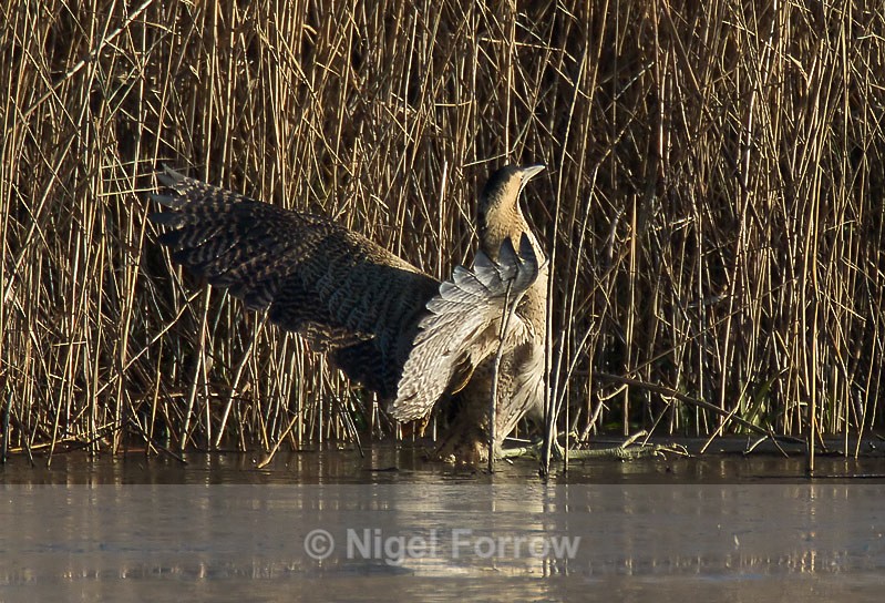 Bittern crash landing on ice at Otmoor - Bittern
