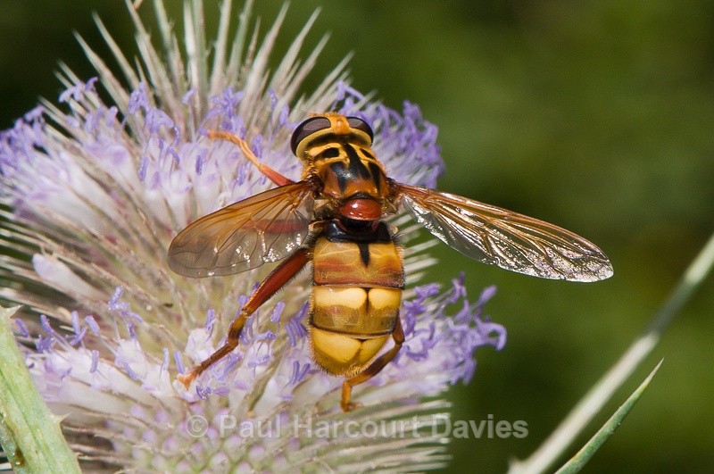  - Bugs: Macro insects