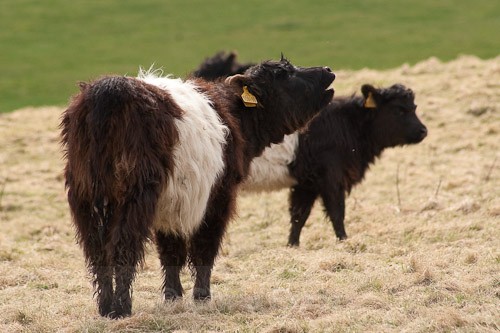11 - Belted Galloway Cattle