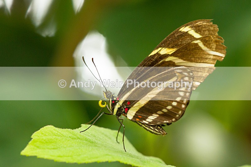 20130803-_MG_5218 - Butterflies & Moths