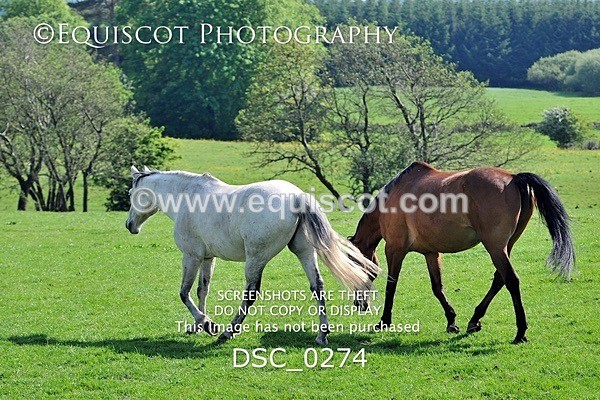 DSC_0274 - ARCHIVE REQUEST - Quincy and Guinness